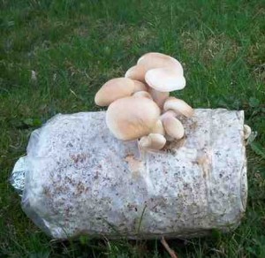 polnička na sterilním substrátu